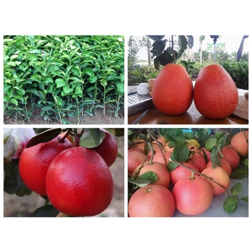Cây Giống bưởi đỏ Luận Văn
