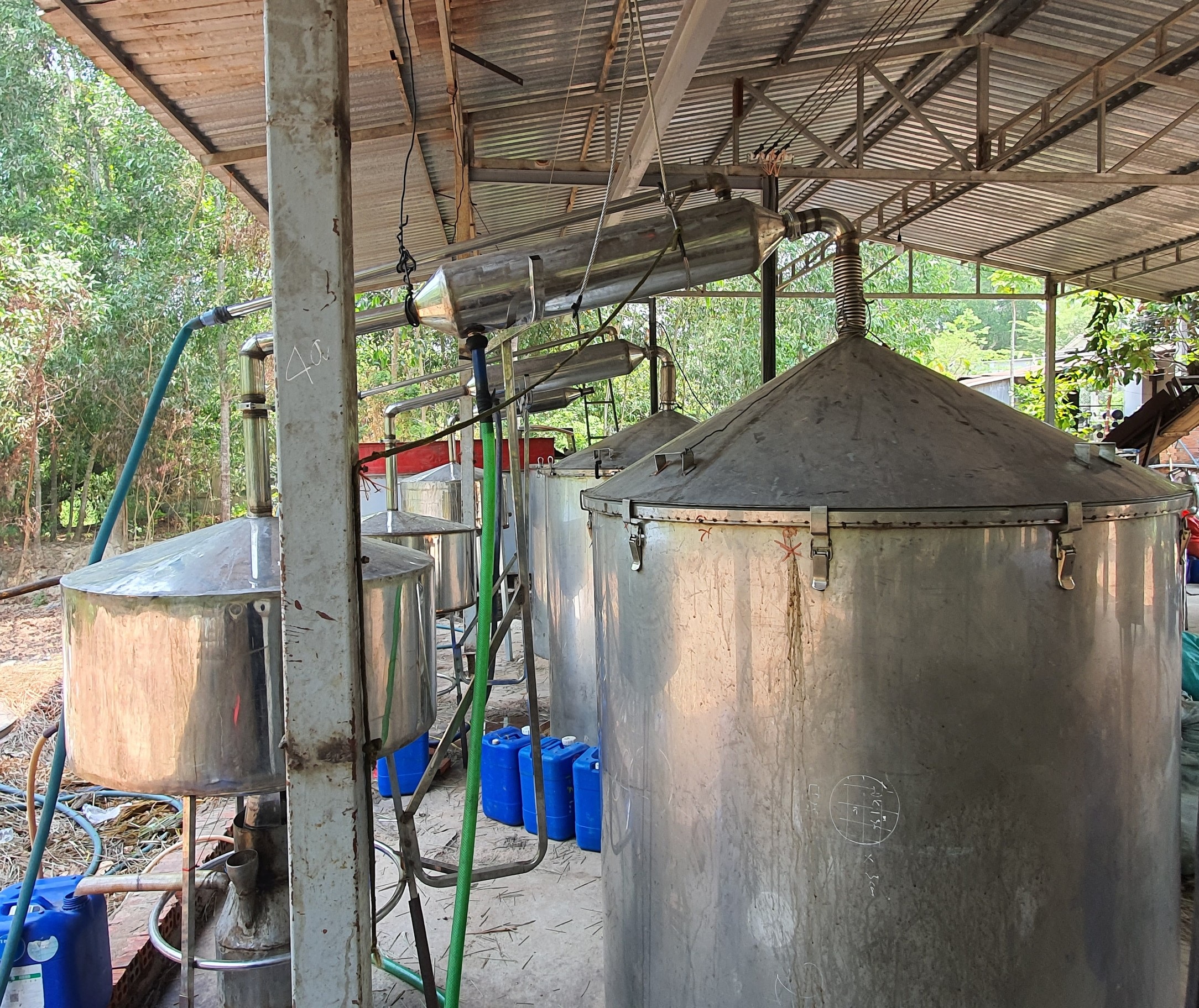Tinh dầu Gừng nguyên chất từ thiên nhiên Mộc Mây