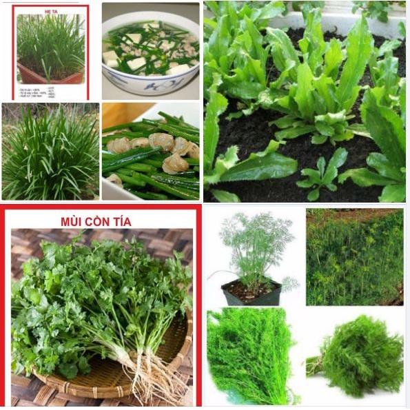 Combo 9 gói hạt giống rau thơm các loại dễ trồng-tặng kèm 1 phân bón -ADCVV