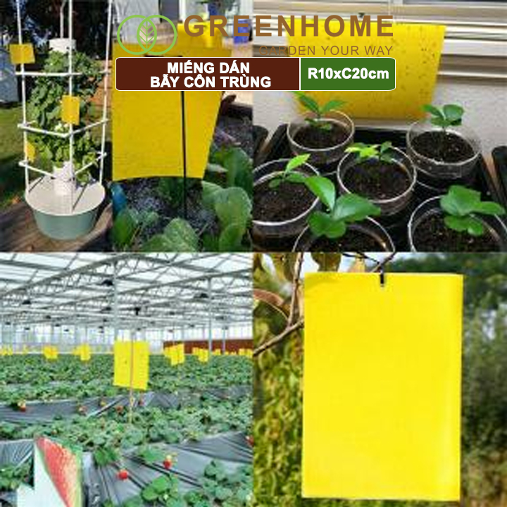 Keo bẫy côn trùng sinh học Israel, D20xR10cm, siêu dính 2 mặt, Thân thiện môi trường, tiết kiệm |Greenhome