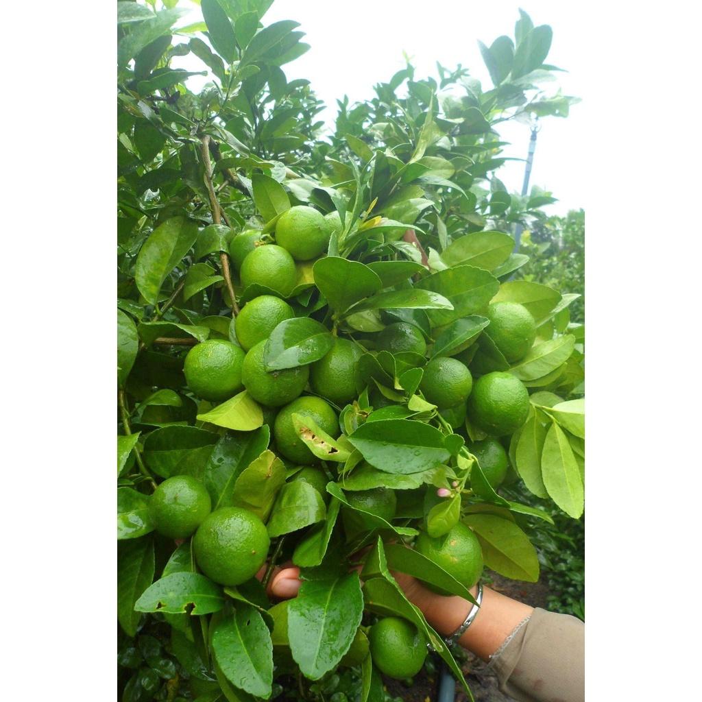 CÂY GIỐNG CHANH KHÔNG HẠT SIÊU SỚM