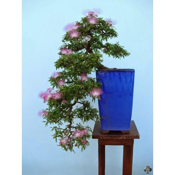 cây kiều hùng (cây điệp lào hồng lá nhỏ)- cây phôi bonsai