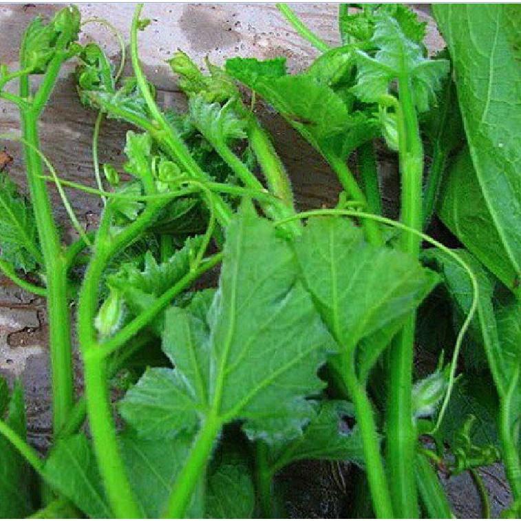 Hạt giống Bí Ngọn Siêu Mập Cao Sản 10gr/gói