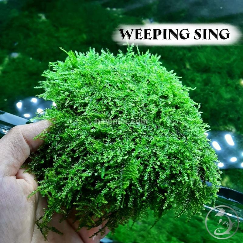 Rêu Weeping Sing | Một Trong Những Loại Rêu Đẹp, Ưa Chuộng Nhất Giới Chơi Thuỷ Sinh