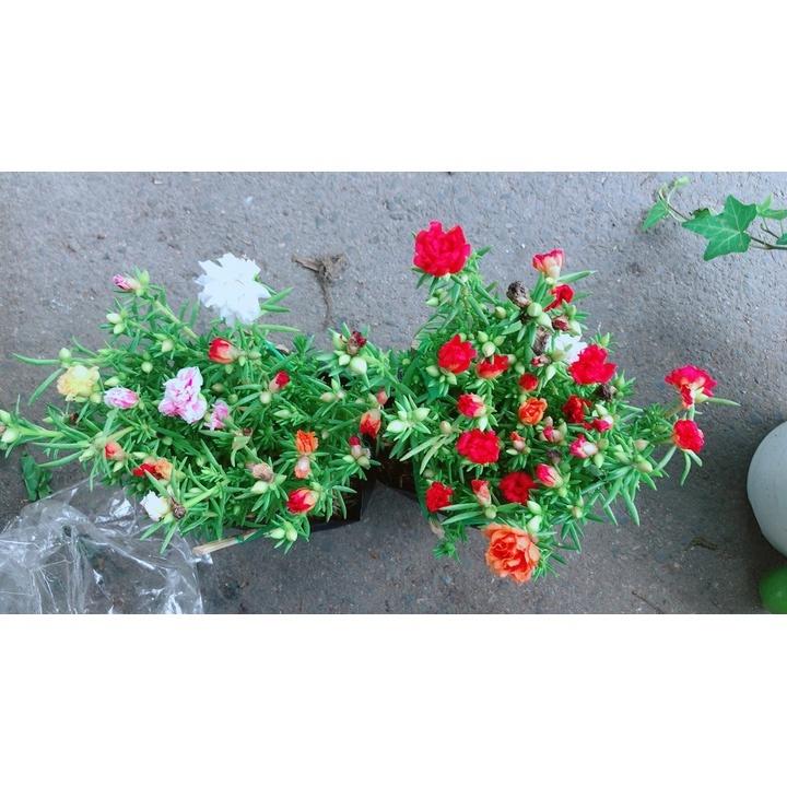 Bụi Hoa Mười Giờ