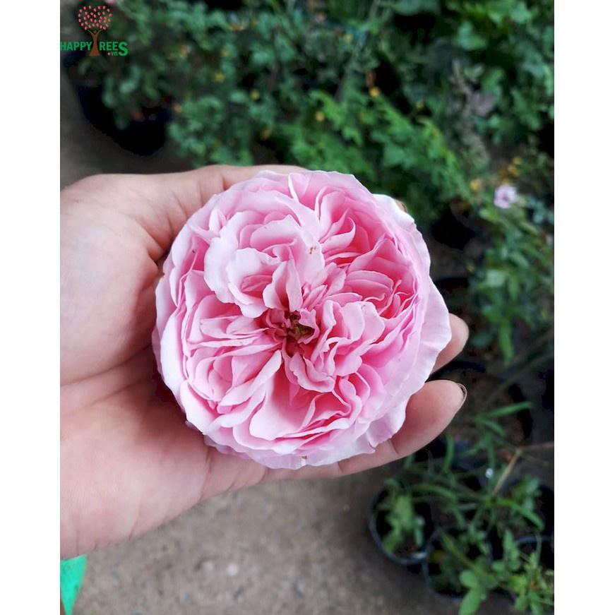 Cây giống hoa Hồng ngoại Carey size chậu C9