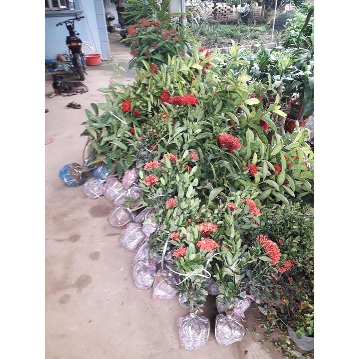 Hoa mẫu đơn đỏ hồng mỹ -bầu cây lớn đang hoa