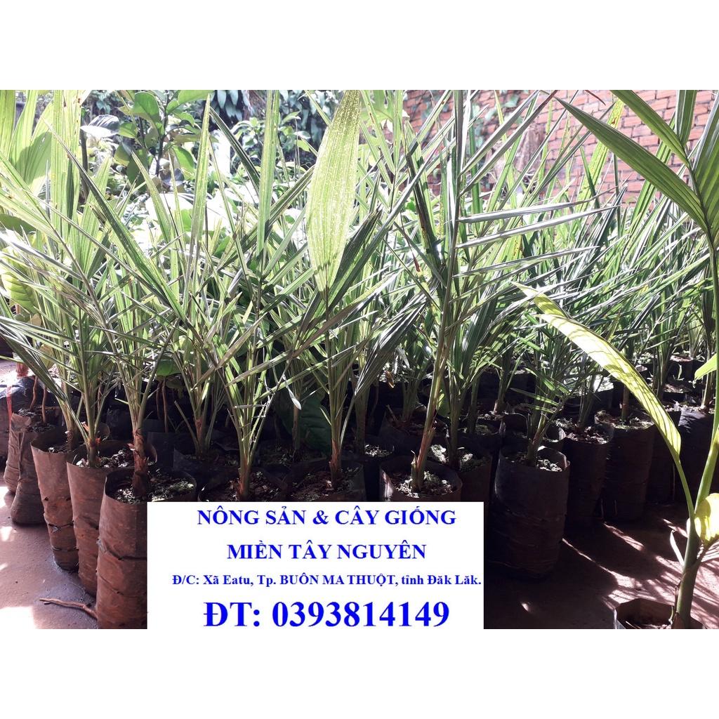 CÂY GIỐNG CHÀ LÀ BARHEE SIÊU QUẢ.