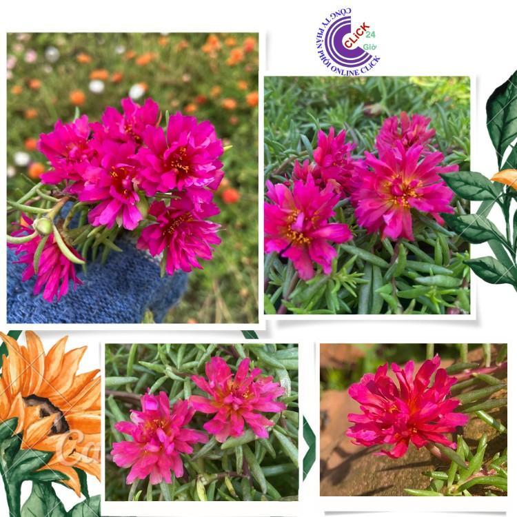 500g Cành Giống Hoa Mười Giờ Cánh Tua Cánh Cúc Màu Đỏ Giống Mới Siêu Đẹp Hoa Mười Giờ Bonsai & Phụ Kiện