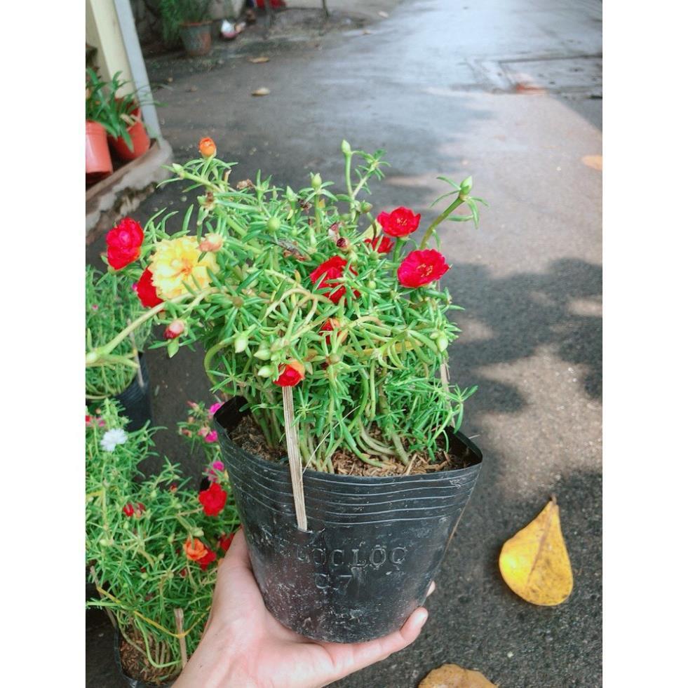 Hoa Mười Giờ Đẹp