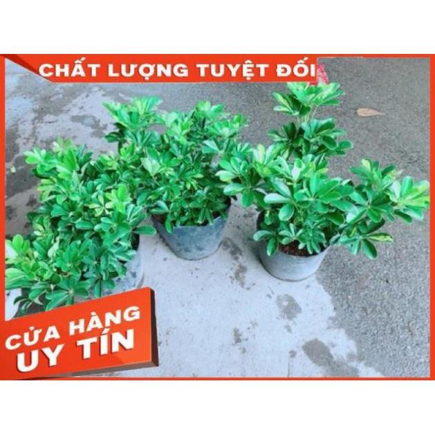 Ngũ Gia Bì Size Đại
