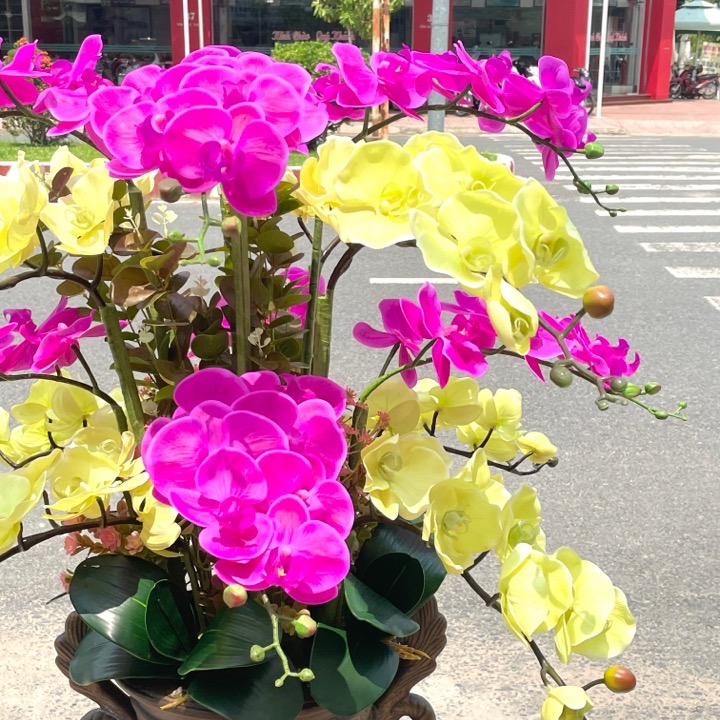 Chậu Hoa LAN HỒ ĐIỆP  cao su nhân tạo trang trí nhà cửa