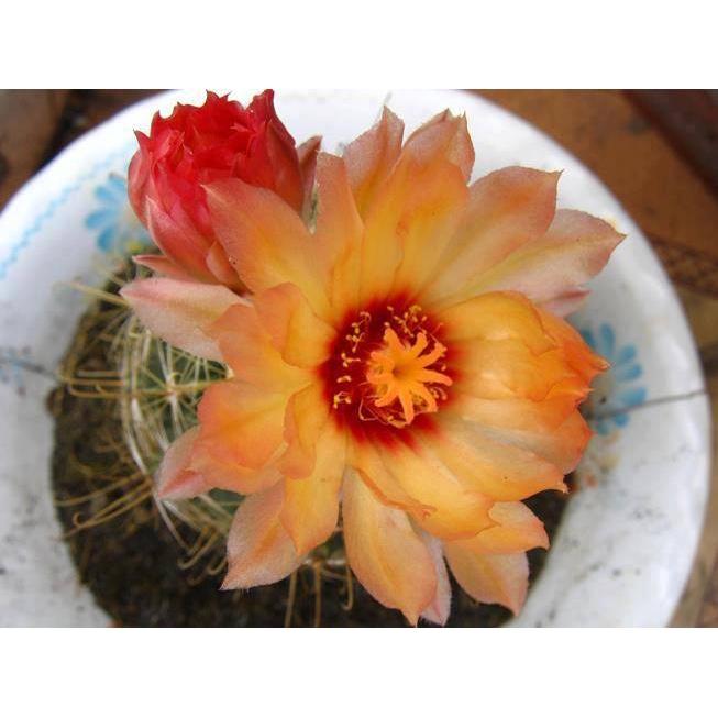 Hạt giống hoa xương rồng hamato KNS3546 - Gói 20 hạt