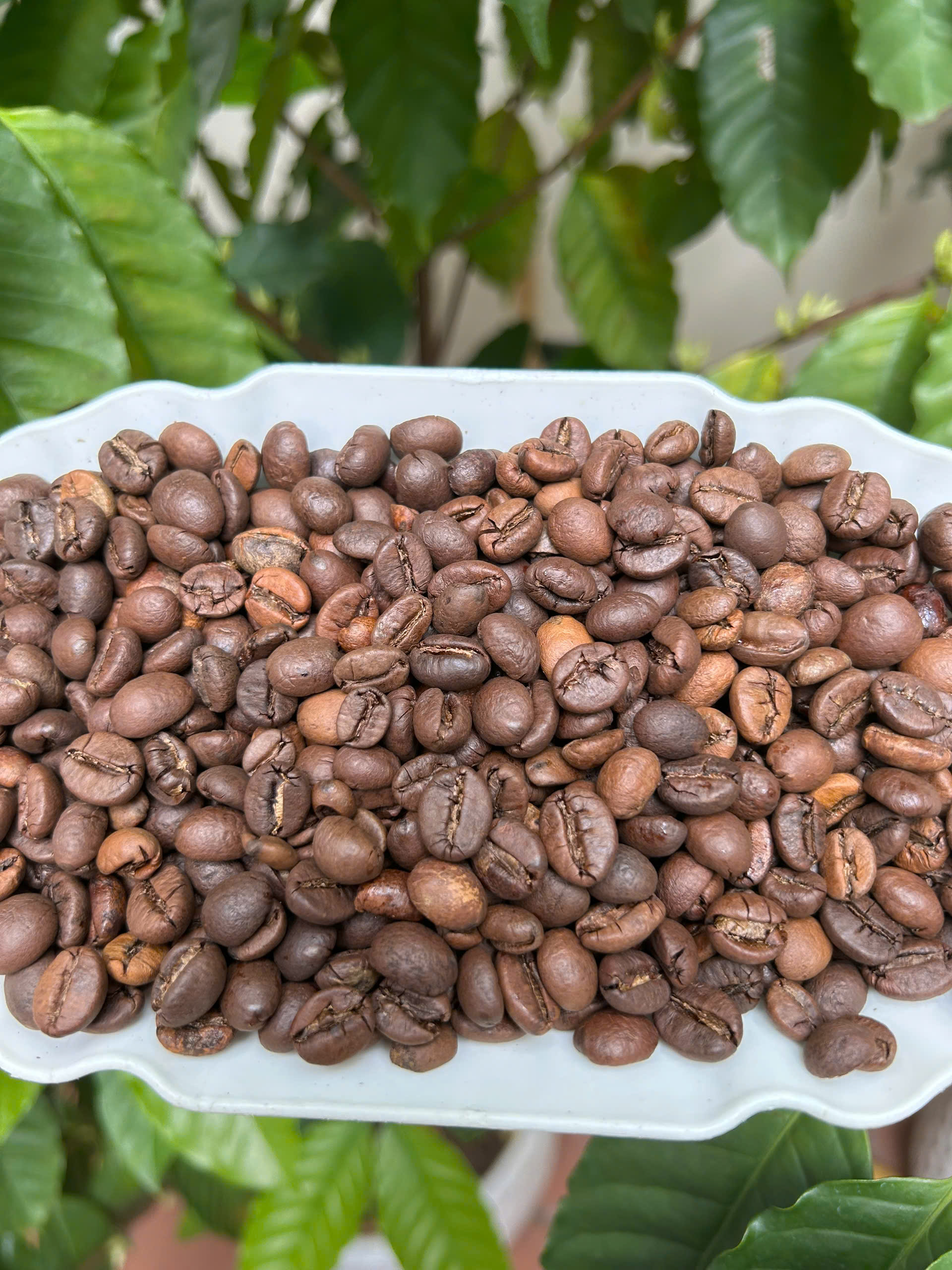 Cà phê Fine Robusta Honey Đặc Sản ILOTA Rang Mộc 500g