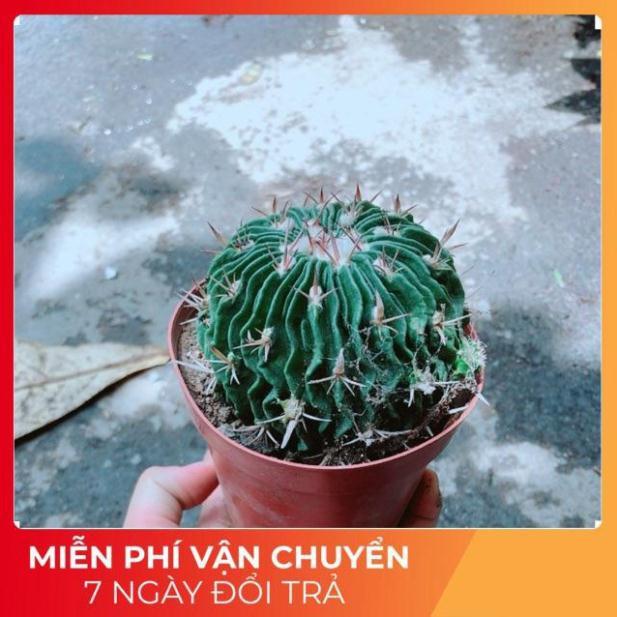 Xương Rồng Trúc Ngọc