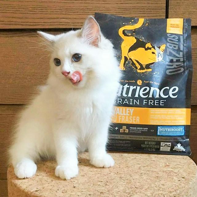 Thức Ăn Hạt Cho Mèo Anh Lông Ngắn Nutrience Subzero Bao 500g - 4 Loại Thịt Cá, Rau Củ Quả Trái Cây