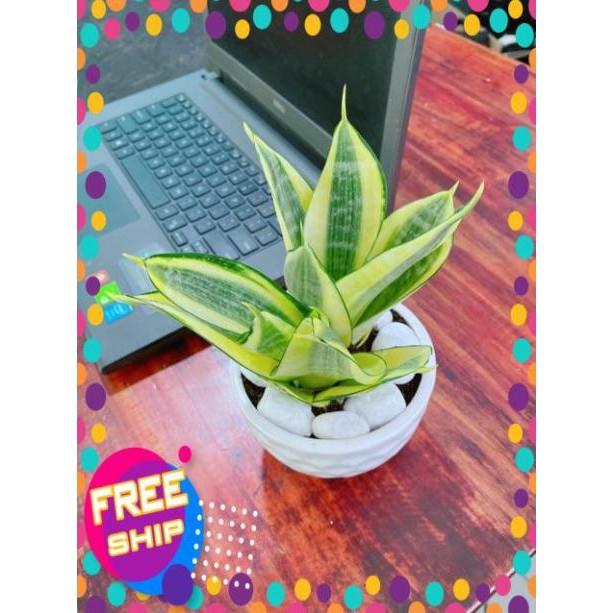 Chậu Lưỡi Hổ Thái Vàng