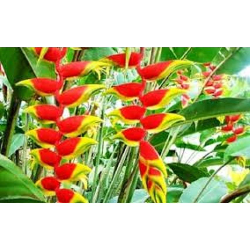 CÂY GIỐNG CHUỐI CHÀNG HOA (CHUỐI PHÁO)