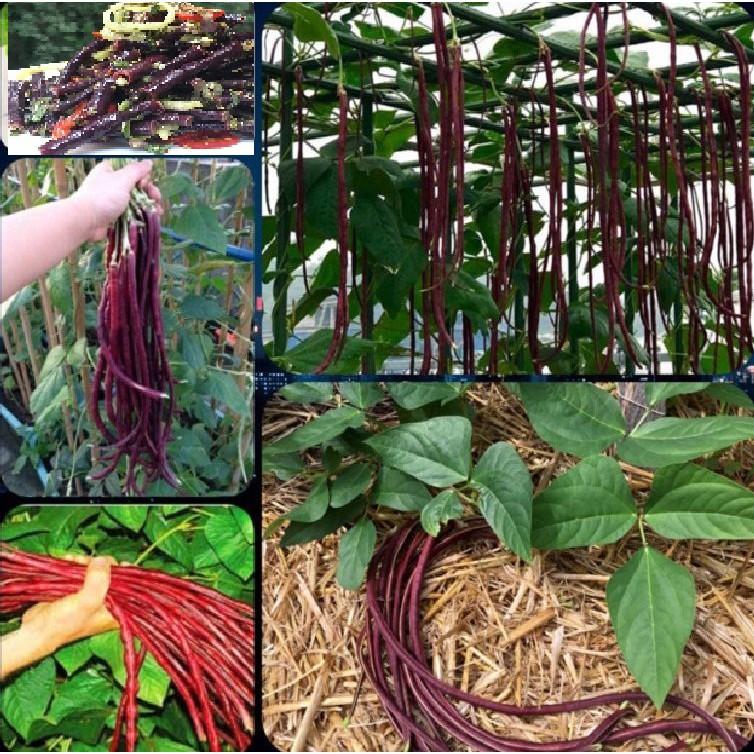 Hạt giống đậu đũa đỏ Mỹ - 1 gói 3gram