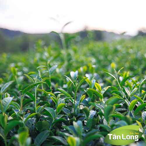 Trà Xanh Cầu Đất Farm - Bao Thiếc 125gr