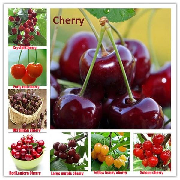 Hạt giống Cây Cherry anh đào chịu nhiệt dễ trồng
