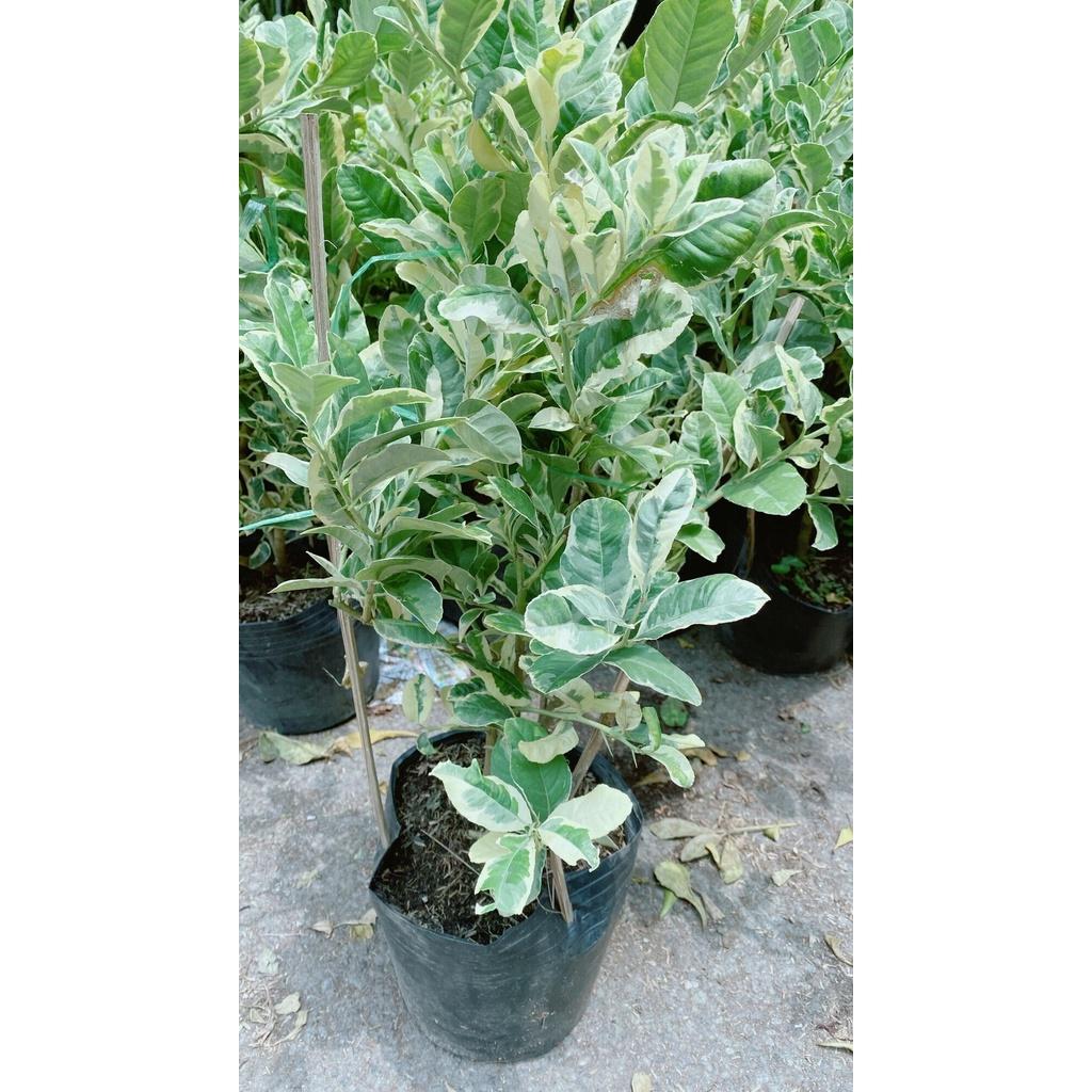 Cây Chanh Cẩm Thạch