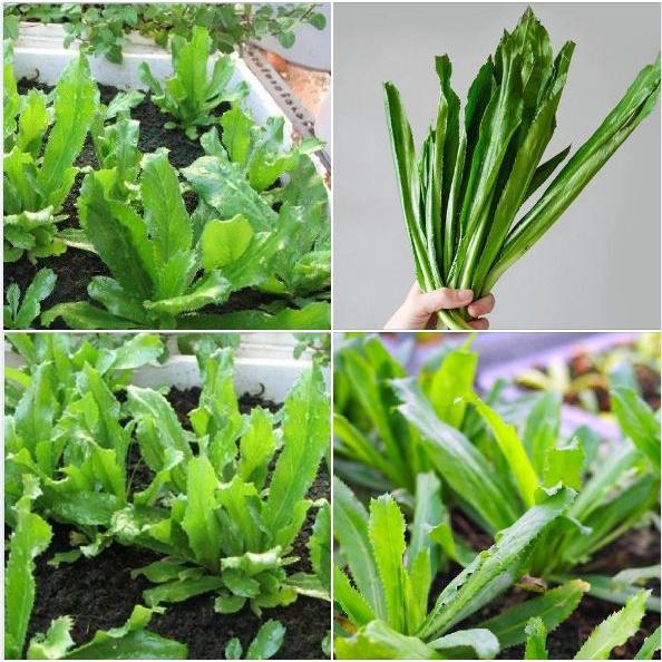 Hạt giống Ngò Gai ,Mùi Tàu -gói 5gr-tặng kèm gói phân bón lót