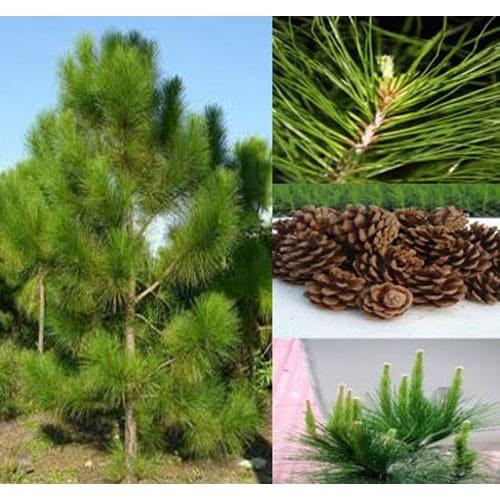 Hạt giống cây thông caribe (  Pinus caribaea ) - Gói 5 Hạt KNS3