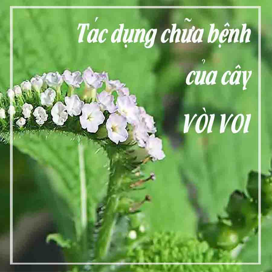 Cây vòi voi khô sạch đóng gói 1kg