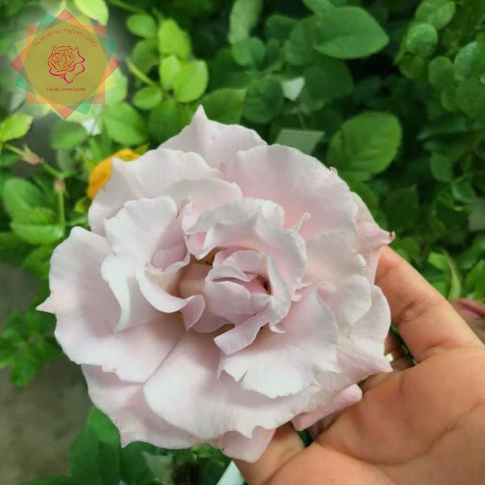 Cây hoa hồng ngoại La Mariee tiểu thư siêu thơm - Hoa hồng Thăng Long Flower