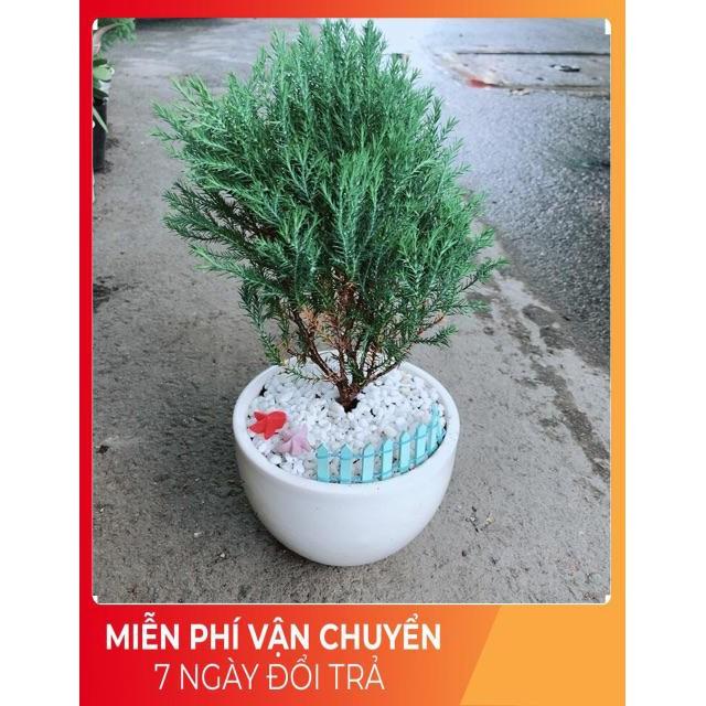 Chậu Tùng Bồng Lai