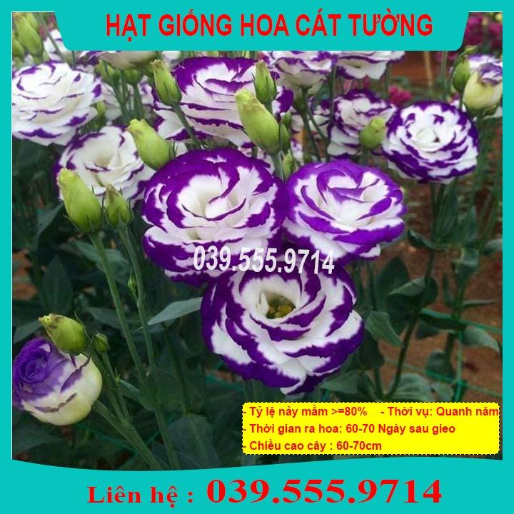 Hạt Giống Hoa Cát Tường - Hoa Trang Trí Sân Vườn