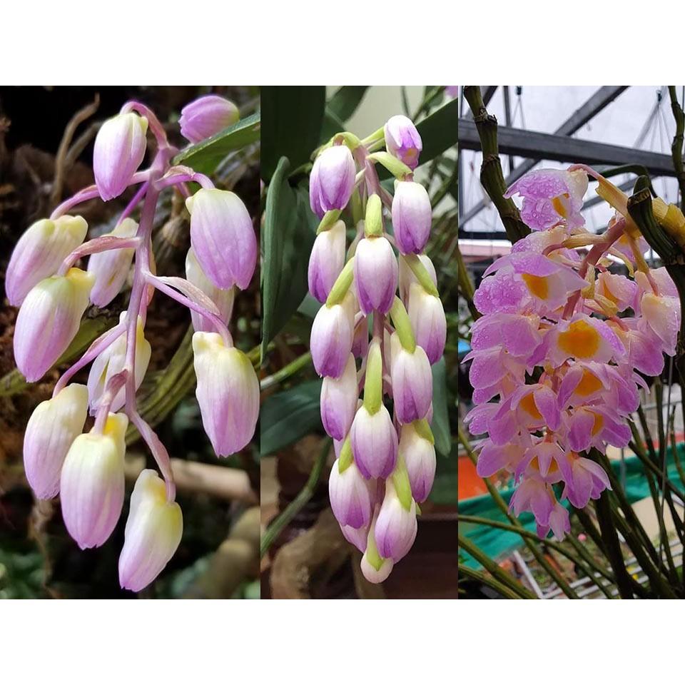 LAN KIỀU TÍM hàng rừng hoa siêu đẹp, gửi đi nguyên GIÒ