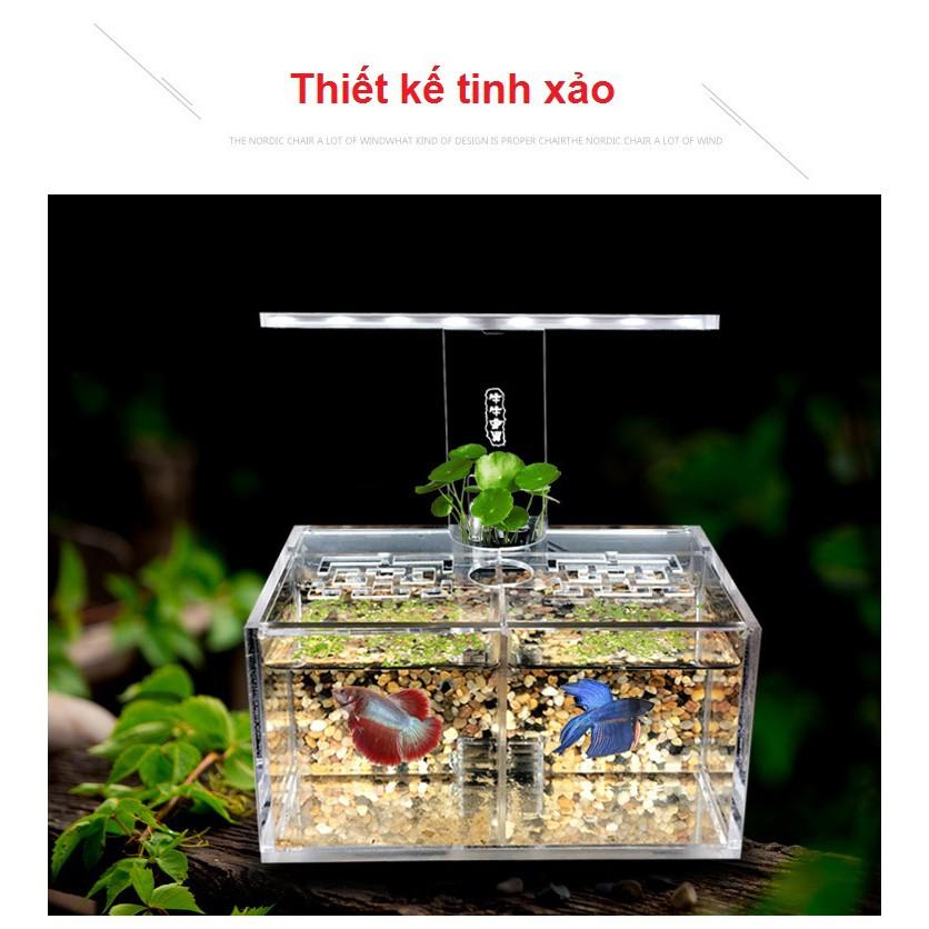 Bể cá betta 2 ngăn trong suốt
