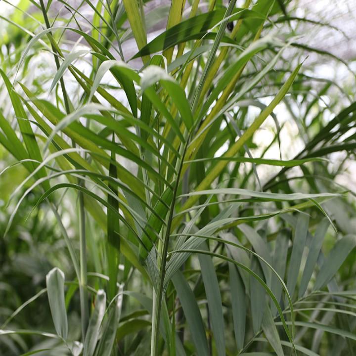 CÂY CAU HAWAI , CÂY NỘI THẤT, CÂY PHONG THỦY MANG LẠI MAY MẮN TÀI LỘC CHO GIA CHỦ