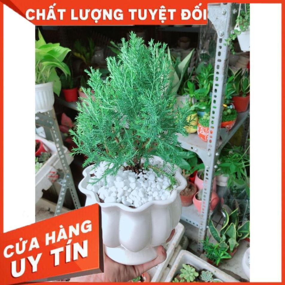 Cây Tùng Bồng Lai Chậu Sứ