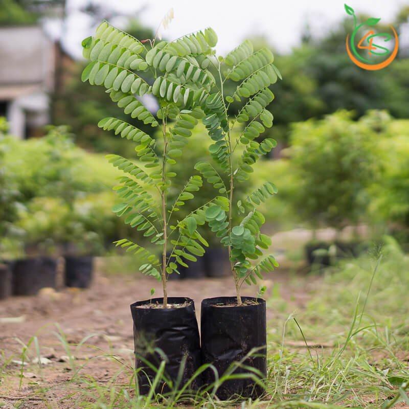 Hạt Giống Cây Cẩm Lai Lấy gỗ KNS3716 - Gói 10 hạt