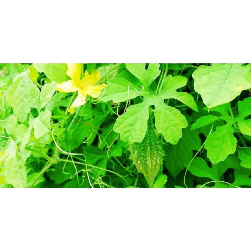 HẠT GIỐNG CÂY KHỔ QUA cao sản