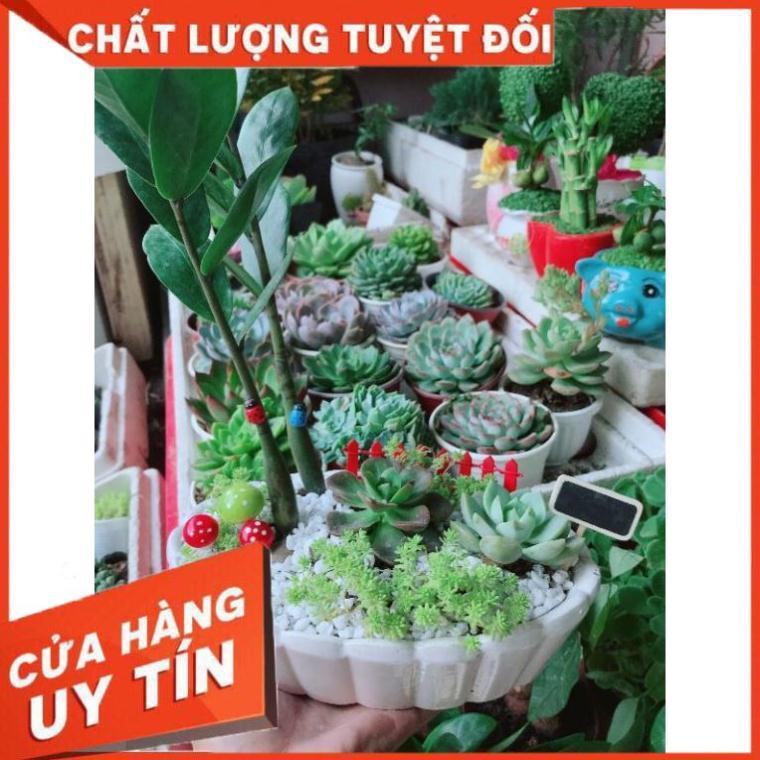 Chậu kim tiền mix Nhiều Người Mua