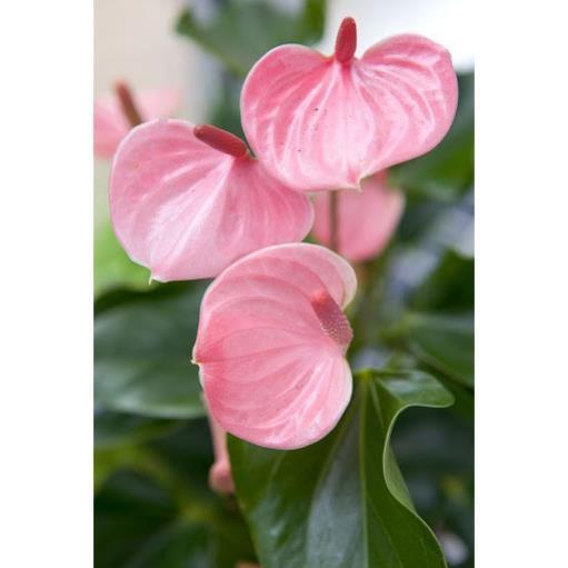 Chậu cây hồng môn MÀU HỒNG CÁNH SEN, cây phong thủy để bàn cho gia chủ vượng khí , nhiều tài lộc