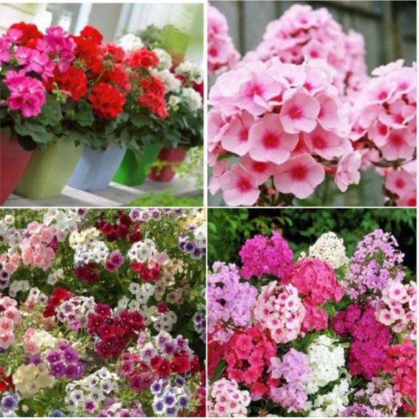Hạt giống hoa thanh trúc kép mix màu /gói 10 hạt