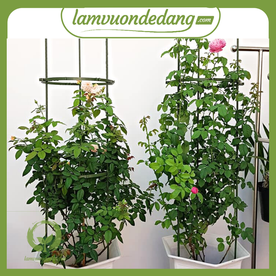 KHUNG HOA LEO TRÒN làm từ ống thép bọc nhựa IBO - dùng làm khung đỡ hoa hồng leo, cây hoa leo, tăng tính thẩm mỹ cho khu vườn