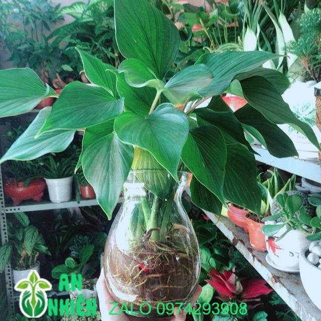 Chậu Cây Thanh Tâm Thuỷ Sinh