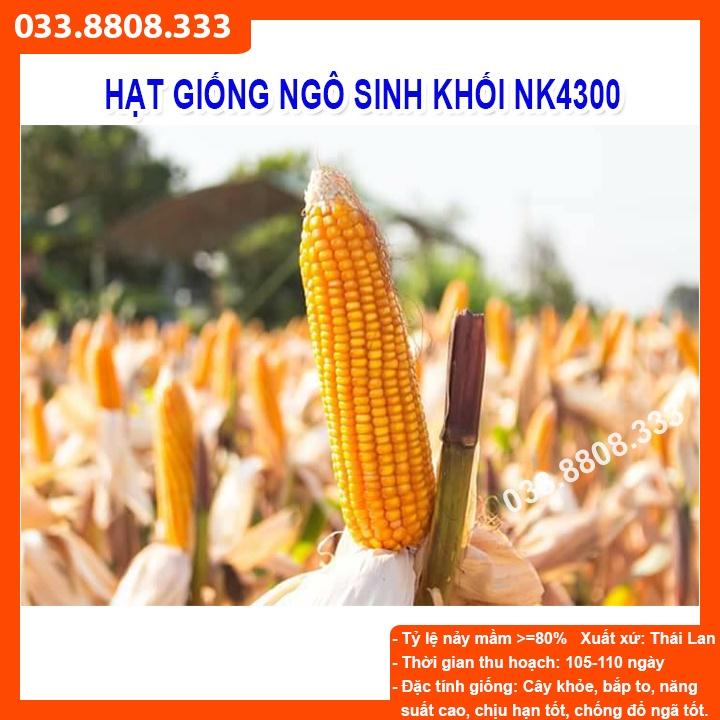 HẠT GIỐNG NGÔ SINH KHỐI NK4300 Gói 500gram - NGÔ LAI ĐƠN NĂNG SUẤT CAO -CCN-CCL