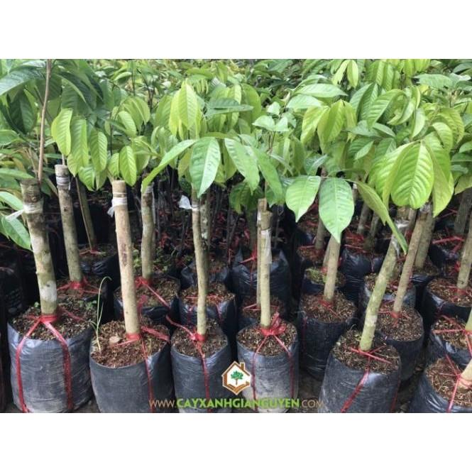 Cây giống bòn bon thái siêu quả