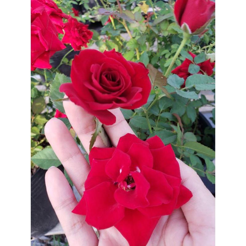 Hoa hồng tezza đỏ hoa hồng ngoại siêu hoa, hoa liên tục