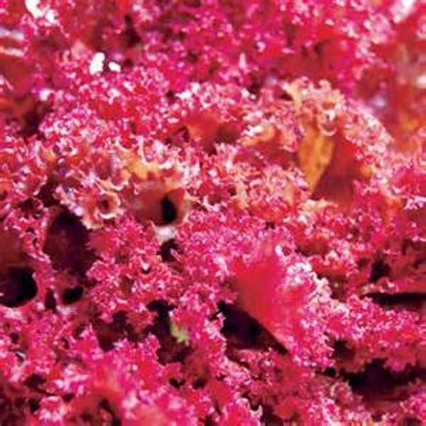 250A GÓI 50 Hạt Giống Rau Xà Lách Đỏ Xoăn Chịu Nhiệt Ruby