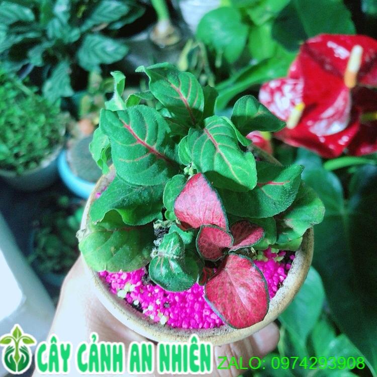 Chậu Cây Cẩm Nhung (lá may mắn) Màu Xanh Gân Đỏ