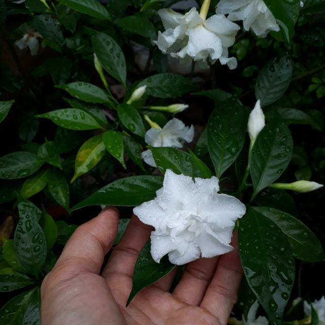 HOA NGỌC BÚT CÁNH KÉP - cây cao 50-60cm
