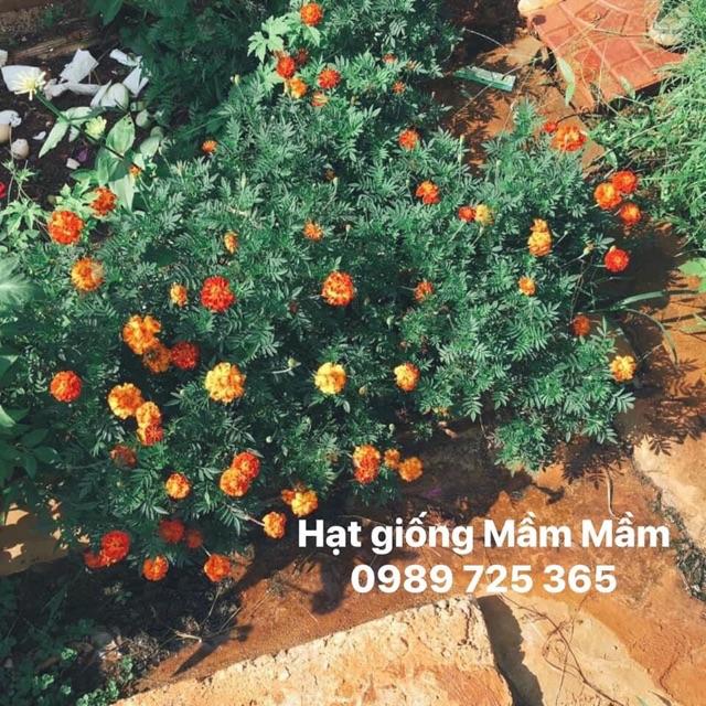 Cúc Vạn thọ Pháp